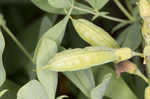 Blue wild indigo